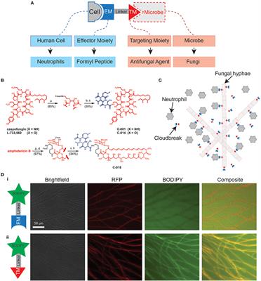 Bifunctional Small Molecules Enhance Neutrophil Activities Against Aspergillus fumigatus in vivo and in vitro